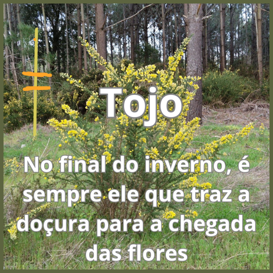 Inserir um subtítulo (5)